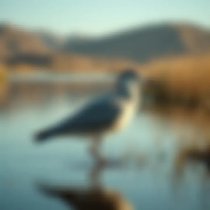 Birds inhabiting the Lakes of Zulal, showcasing regional biodiversity